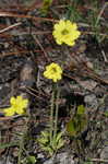 Yellow butterwort